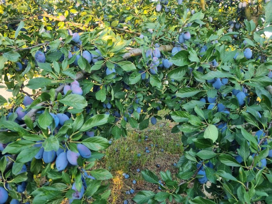 Prune pentru tuica