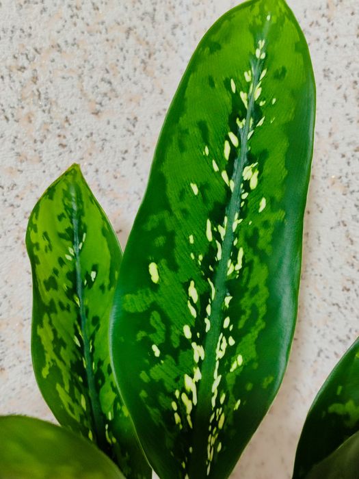 Dieffenbachia Crocodile