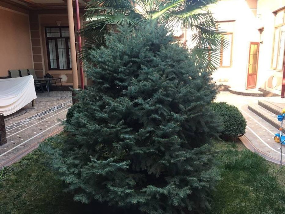 СРОЧНО!!! Голубая ель продаётся к бонусу пальма.