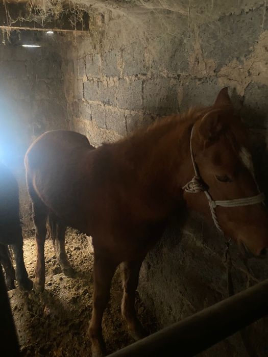 продам кобылку 2,5 года