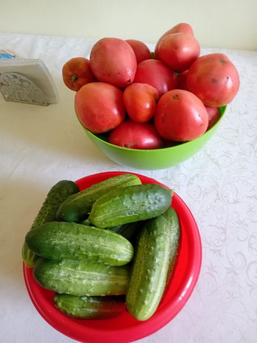 Продам огурцы и помидоры