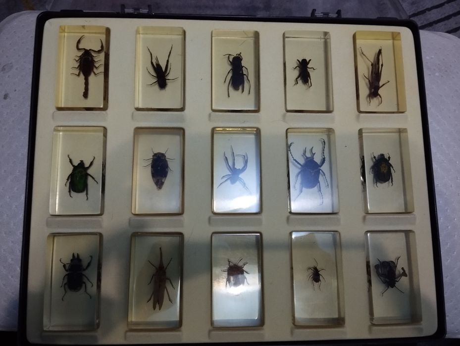 Коллекция насекомых