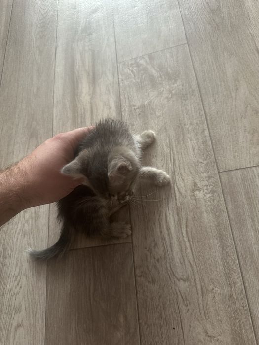 Кот в добрые руки