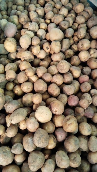 Продам картофель на посадку