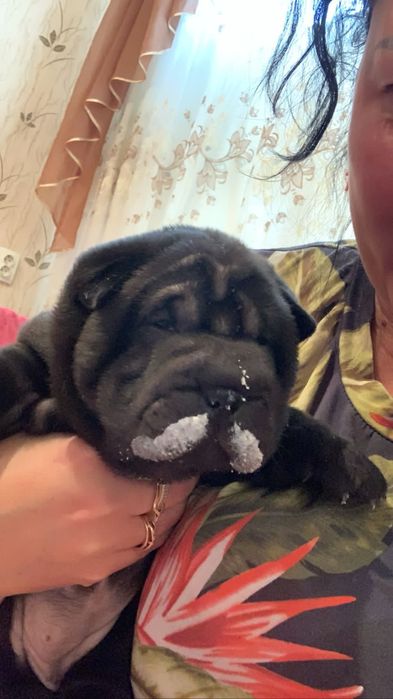 Продажа щенков шарпей