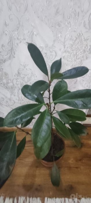 Ореховый фикус sotiladi