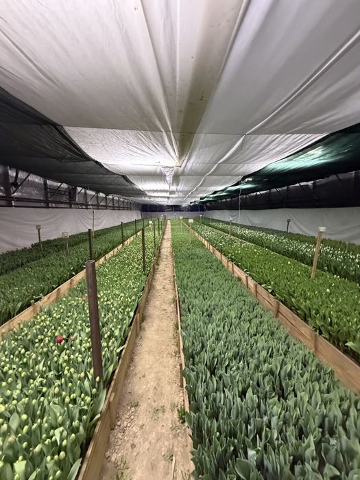 Тюльпаны на 8 марта , с теплицы!