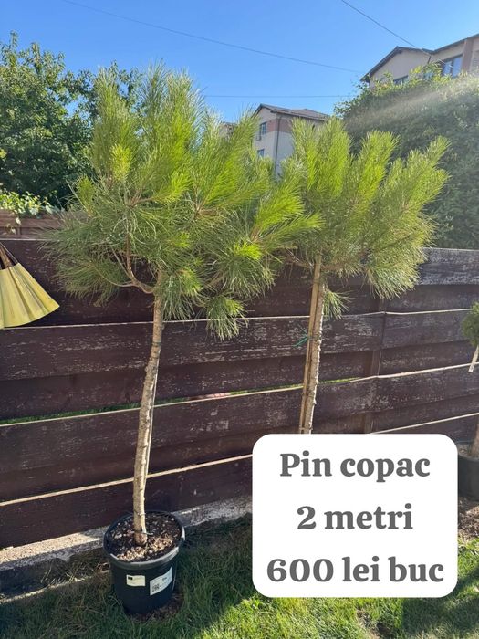 Copac Pin 200 cm