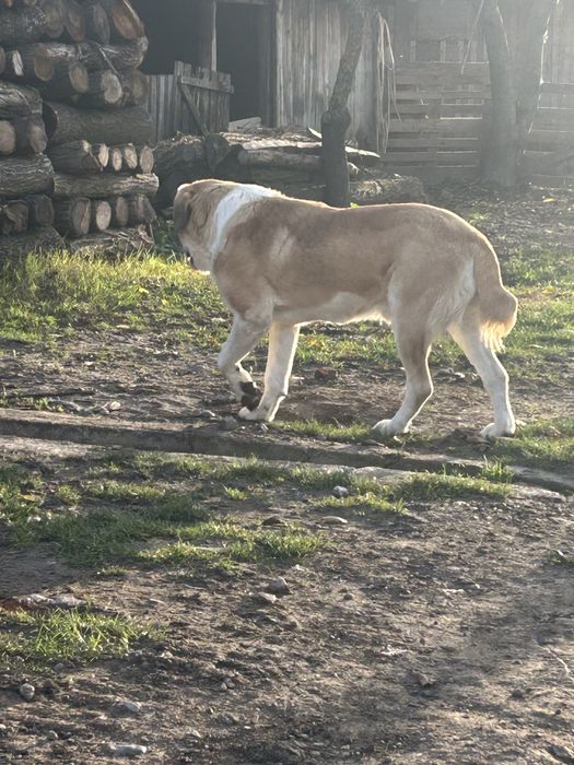 Vand caine ciobanesc