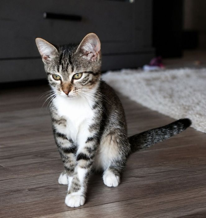 Котята мальчики в добрые руки! 3 месяца.