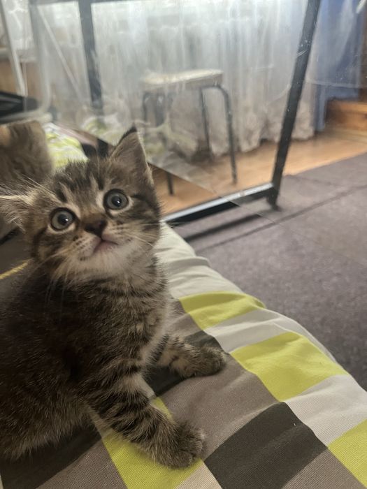 Отдам котят в хорошие руки