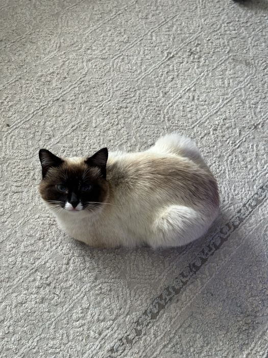 кот тайской породы