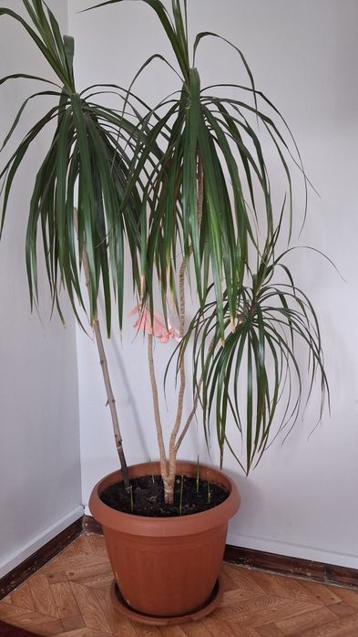 Продам комнатные растения