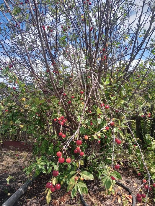 Продам дачу район Новопавловки