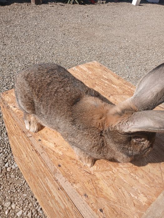 Iepuroaice urias german