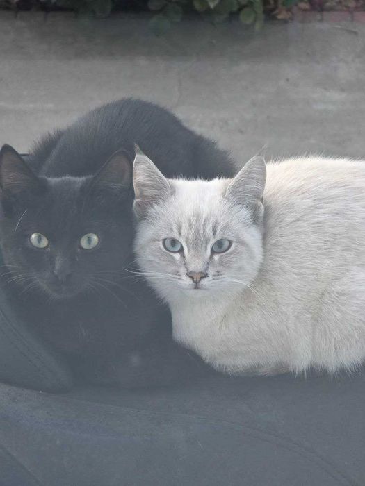 Отдам Котенка подросшего (черный)