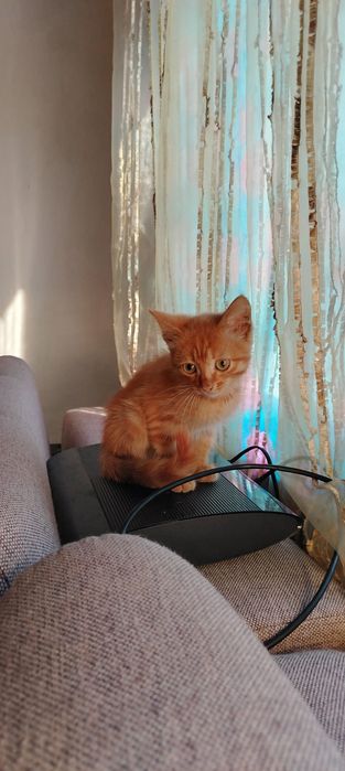 Отдам молодого котика