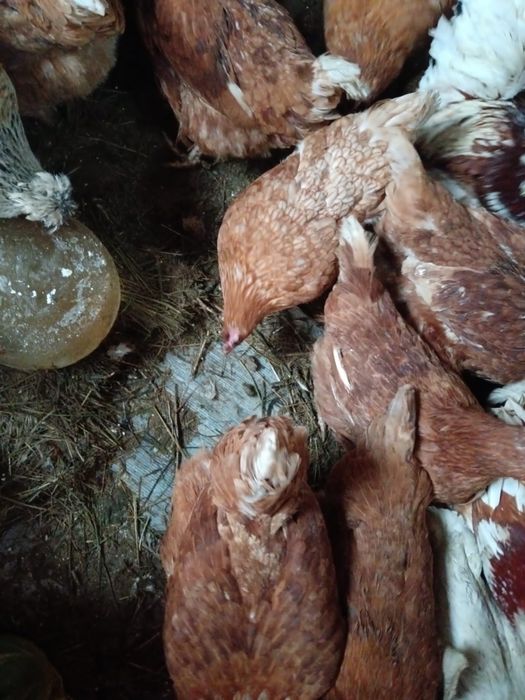 Домашние куры продаются