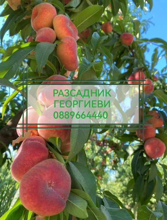 Мини (колонни) овощни дръвчета