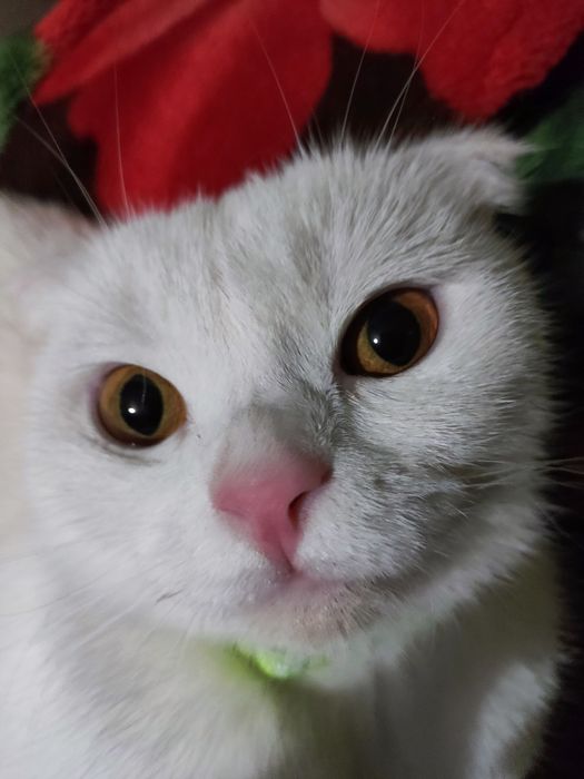 Ищем дом для кошки (2,5 года)