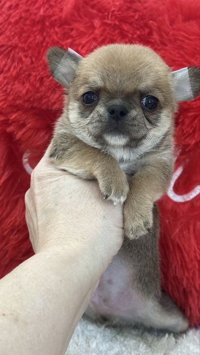 Очаровательные кукольные чихуахуа кобби