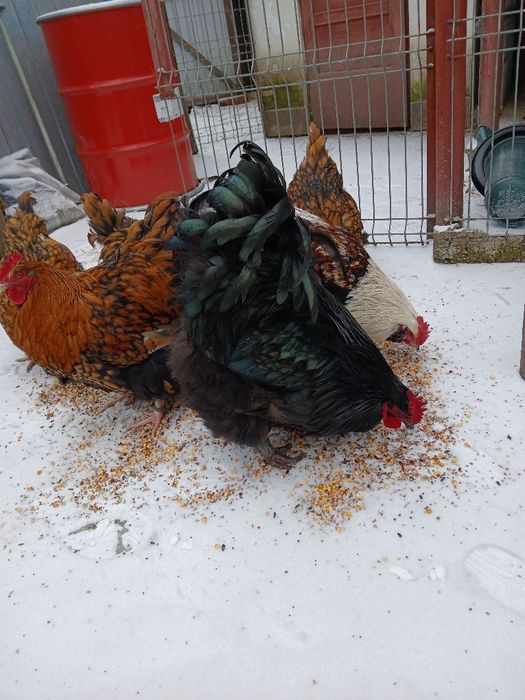 Vând  cocosi  de  rasă