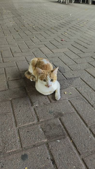 БЕСПЛАТНО котенок в добрые руки