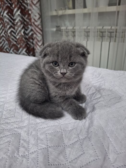 Британские котята