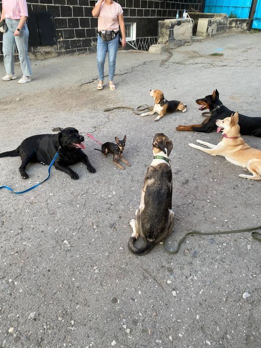 Дрессировка собак- Зоогостиница