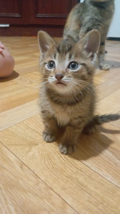 Отдам котят в хорошие руки