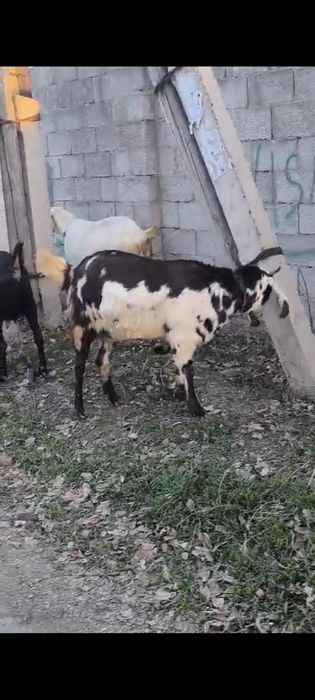 Буаз ешкілер сатылады