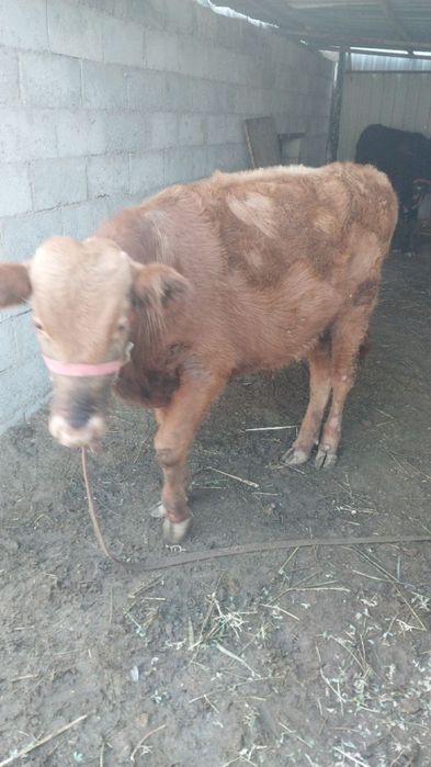 Букача сотилади.со6лм6и ёйищи зур со6лом