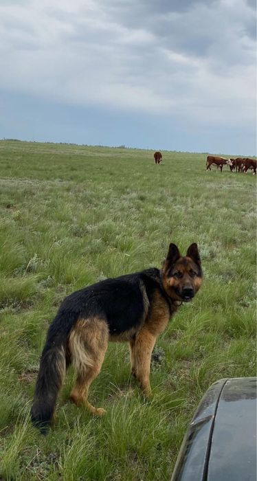 Немцкая овчарка