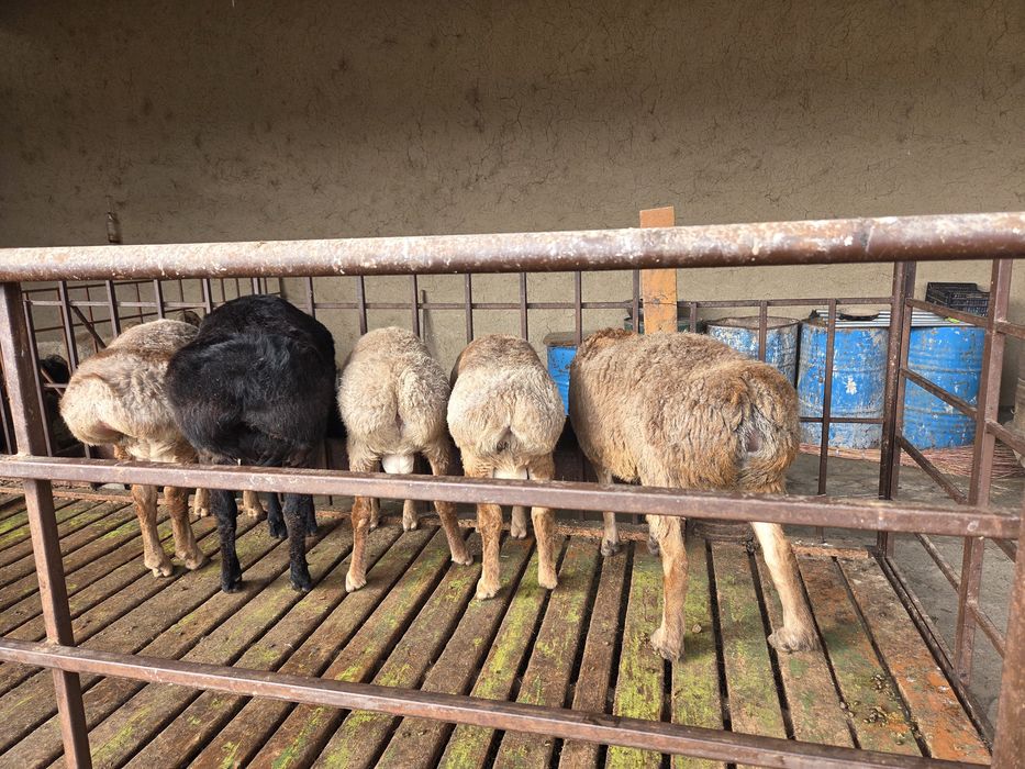 Арашан тоқты қошқарлар 9 айлық