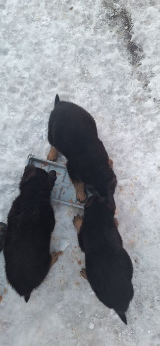 Продам щенков немецкой овчарки