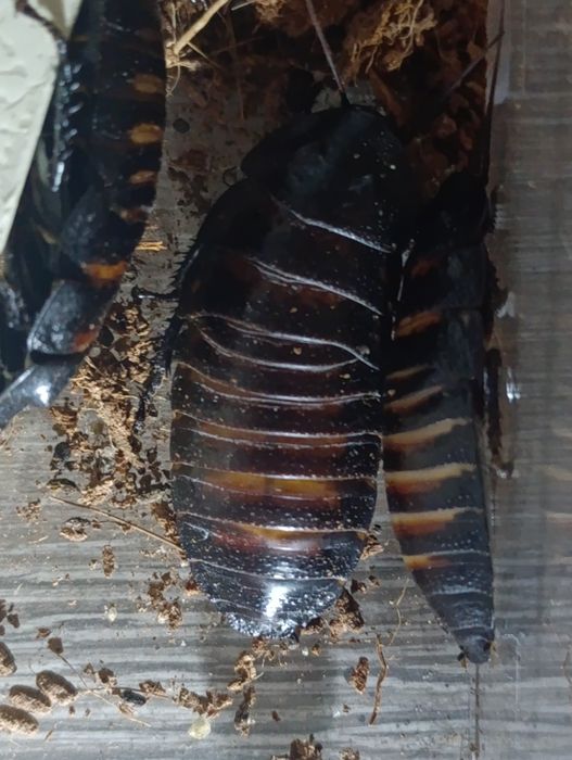 Мадагаскарские шипящие тараканы