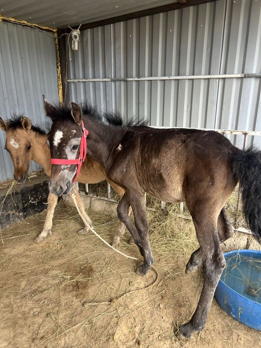 Құлындар сатылады