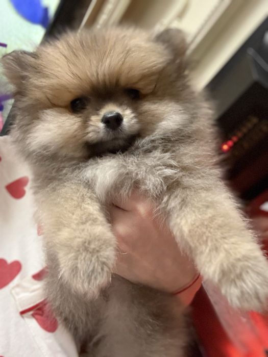 Щенки Немецкого Шпица