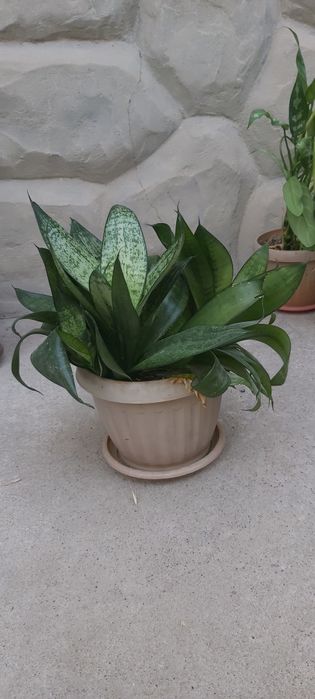 Цветы различных видов