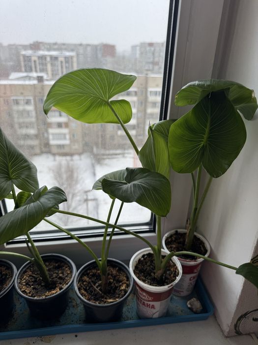 Цветок Калла (Белокрыльник)