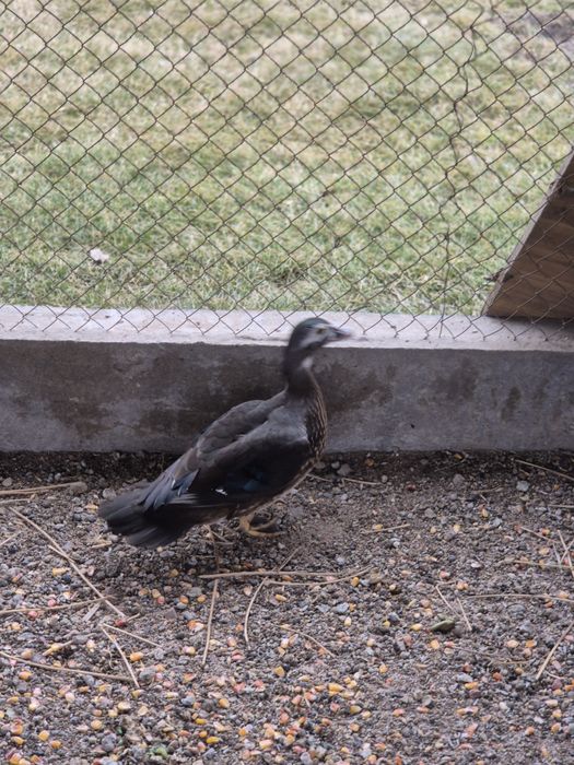 Утки Каролинки..