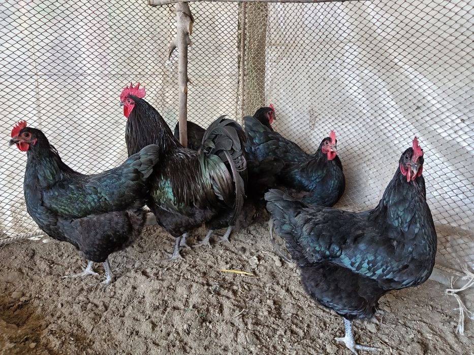 Австролоп тухумлари