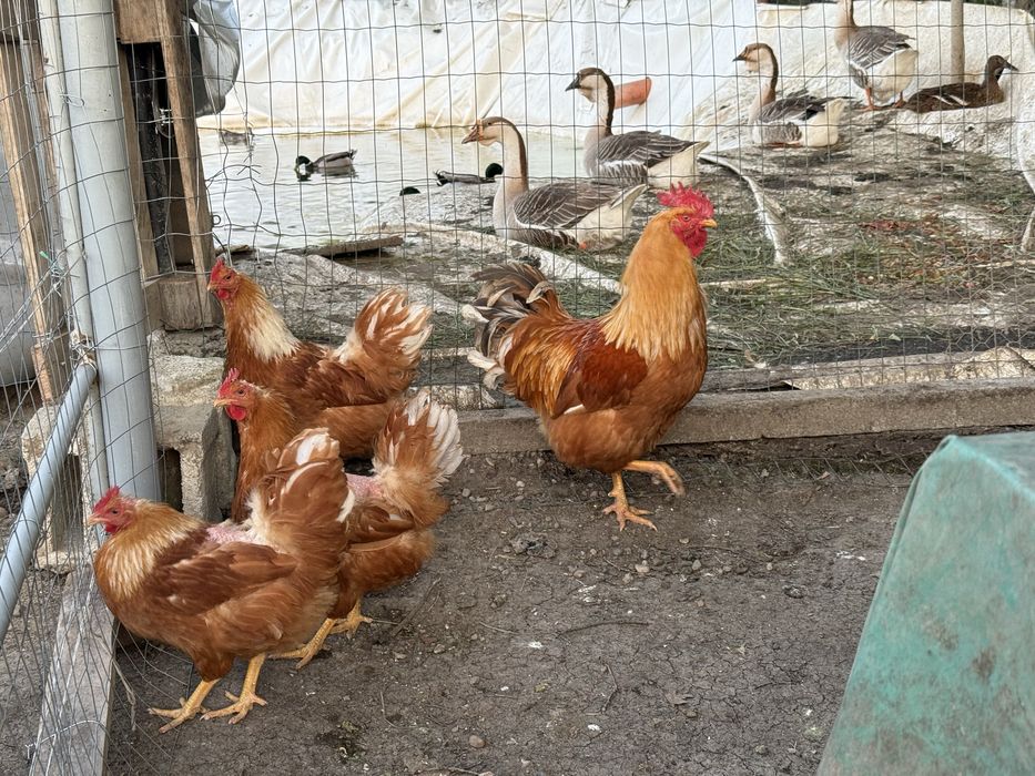 Vând ouă de găină New Hampsire