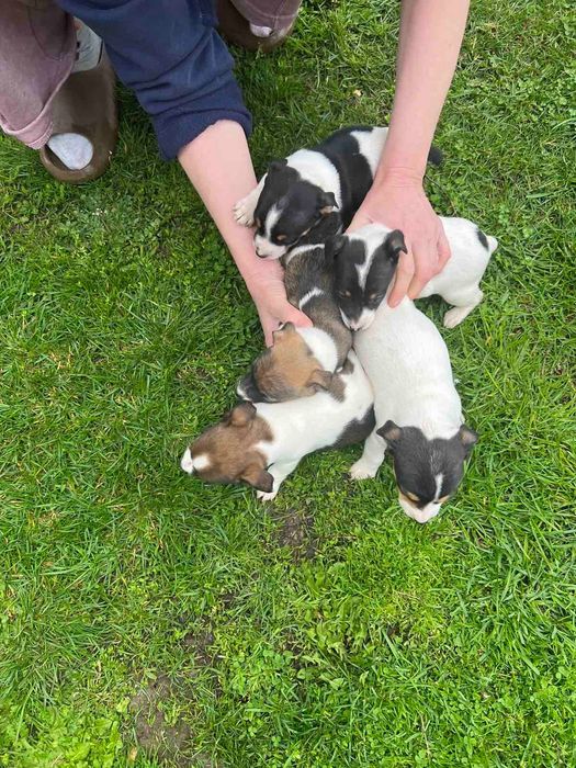 Джак Ръсел.          .