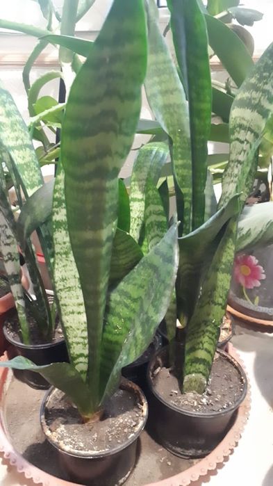 Цветы комнатные от 500тг