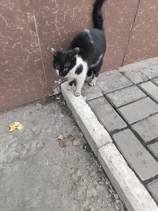 Найден кот или кошка!