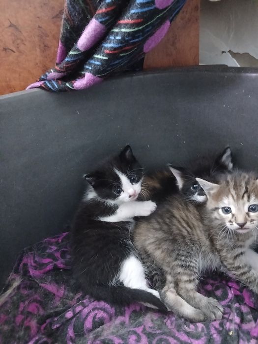 Отдам котят в добрые руки
