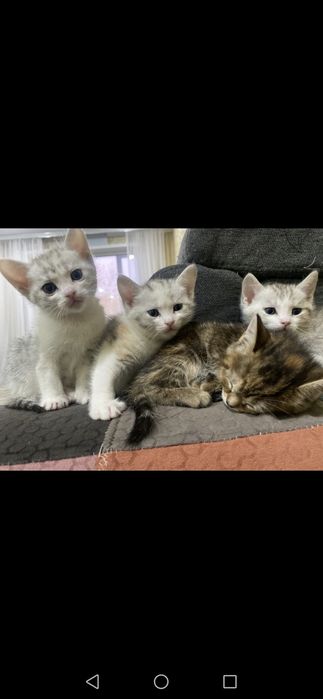 Котята даром в добрые руки