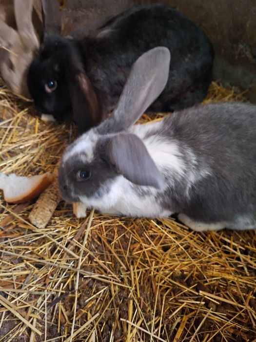 Iepurași de vânzare