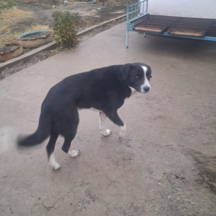 Тегін ит беремін